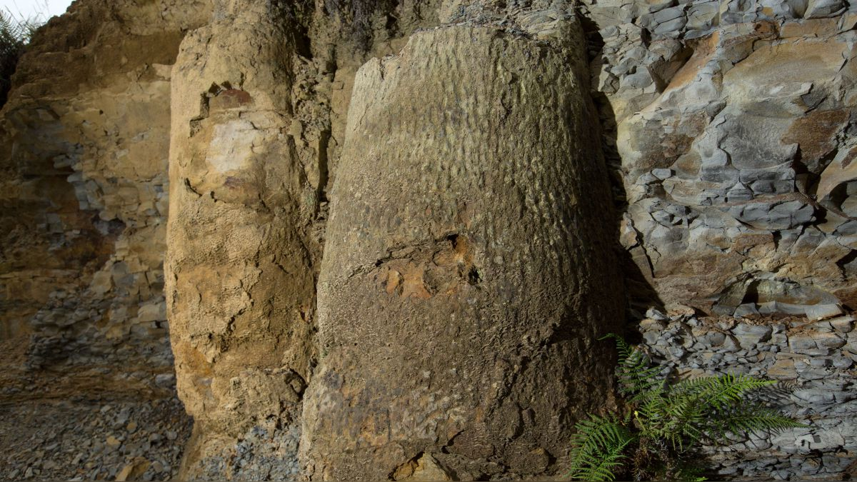 El bosque fosilizado fue descubierto en el sur de Brasil