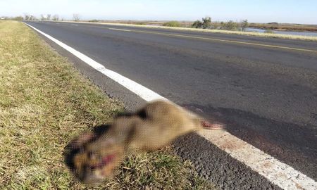 Aire de Santa Fe | fauna animales atropellados ruta 174 incendios delta del paraná 001_marca _blur.jpg
