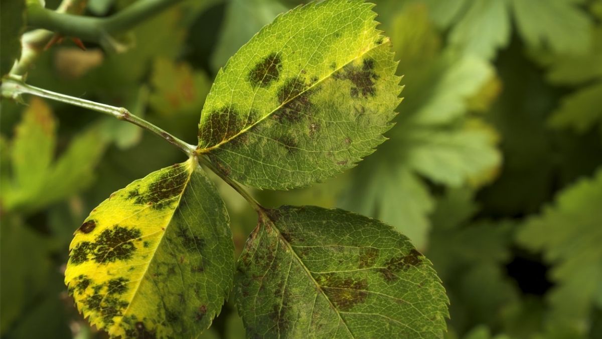 La ventilación adecuada reduce los riesgos por los que se ponen negras las hojas de las plantas. La ventilación adecuada reduce los riesgos por los que se ponen negras las hojas de las plantas.
