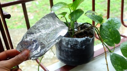 Papel de aluminio en macetas: un truco sencillo que protege y mejora tus plantas