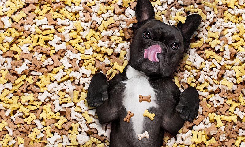 ¿Sabes cuántas calorías extra le das a tu mascota?