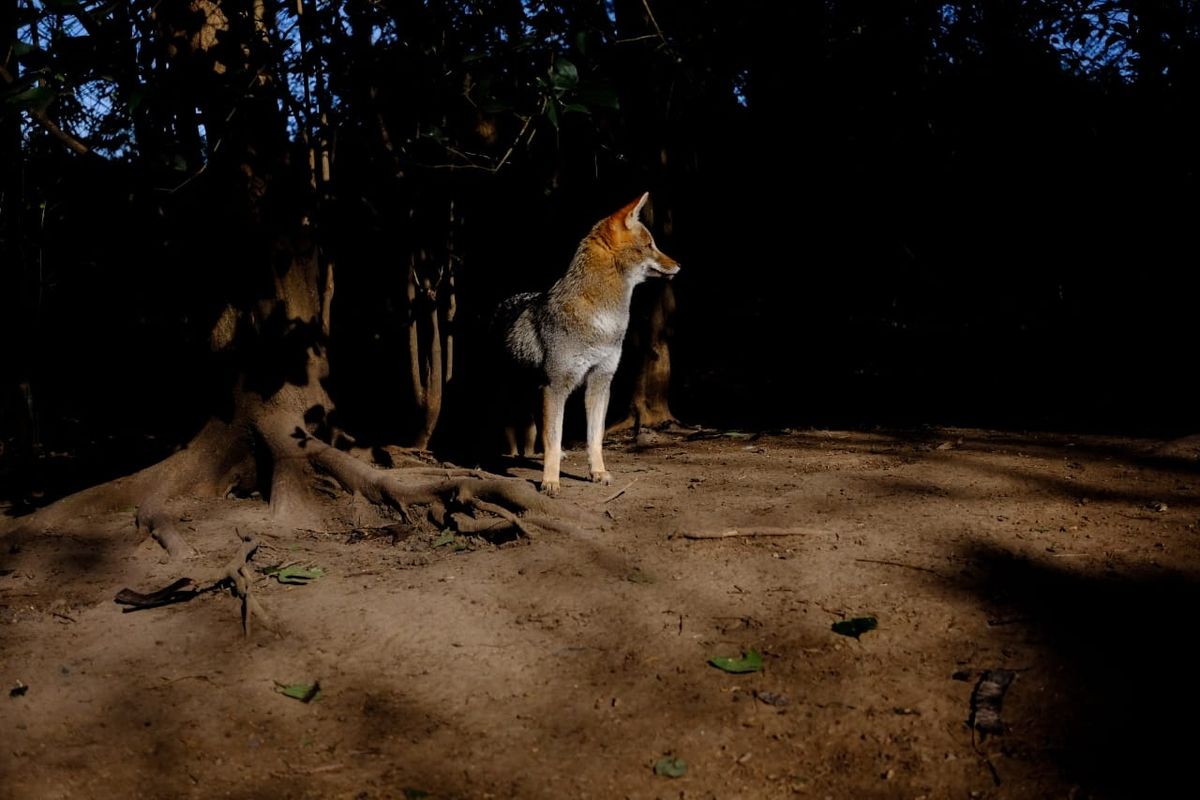 Muchos de los animales que están en el refugio Mundo Aparte fueron víctimas de cazadores y accidentes de tránsito.