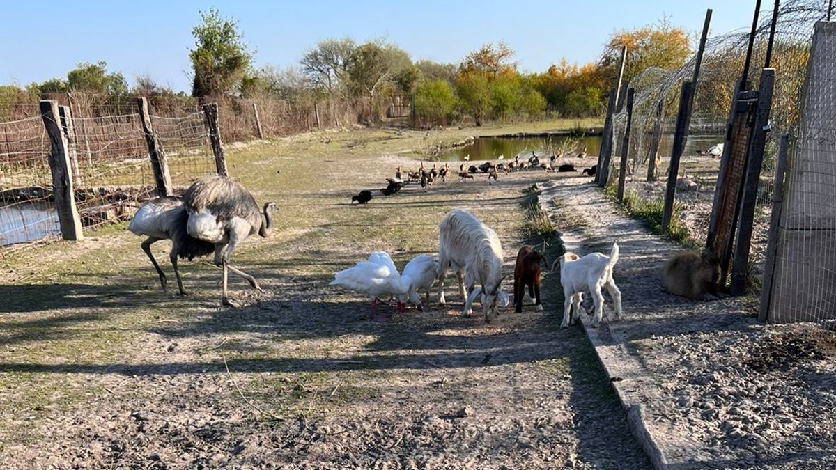 La granja fue allanada por policías de la Agencia de Investigación Criminal.&nbsp;