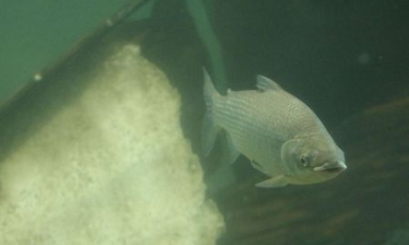 La suspensión de la exportación no influye en la pesca ni en la comercialización de peces provenientes de criadero. La suspensión de la exportación no influye en la pesca ni en la comercialización de peces provenientes de criadero.