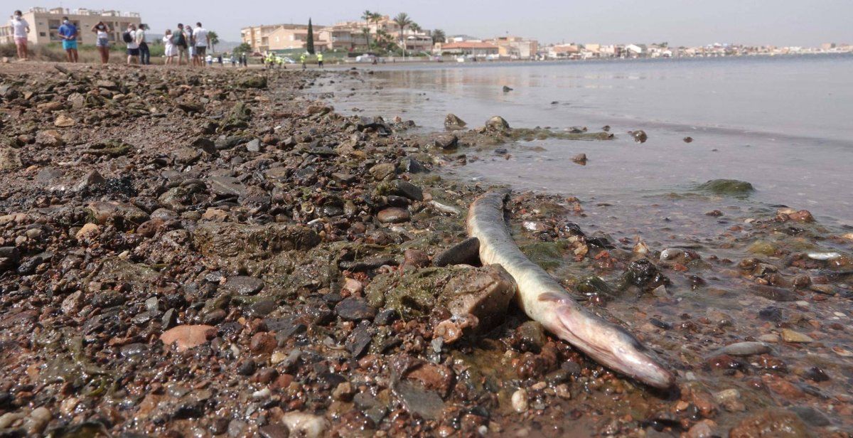 Greenpeace insiste en que se persiga penalmente a quienes han matado al Mar Menor