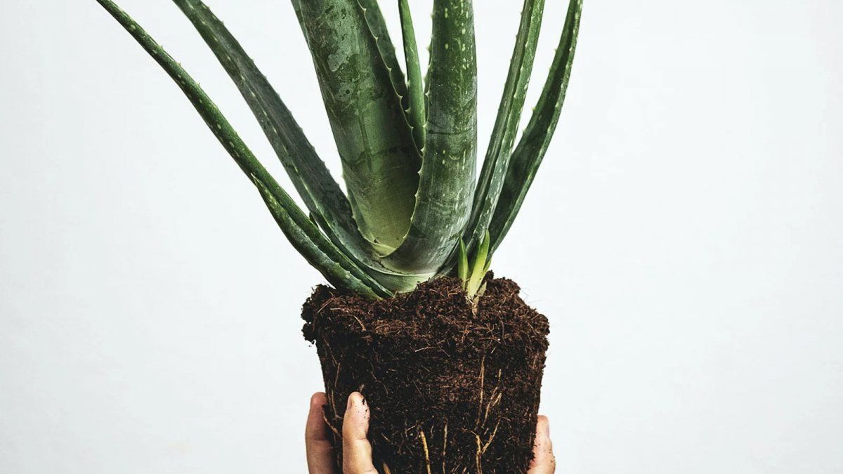 El aloe vera es la planta perfecta para las personas que se suelen olvidar de regar. 