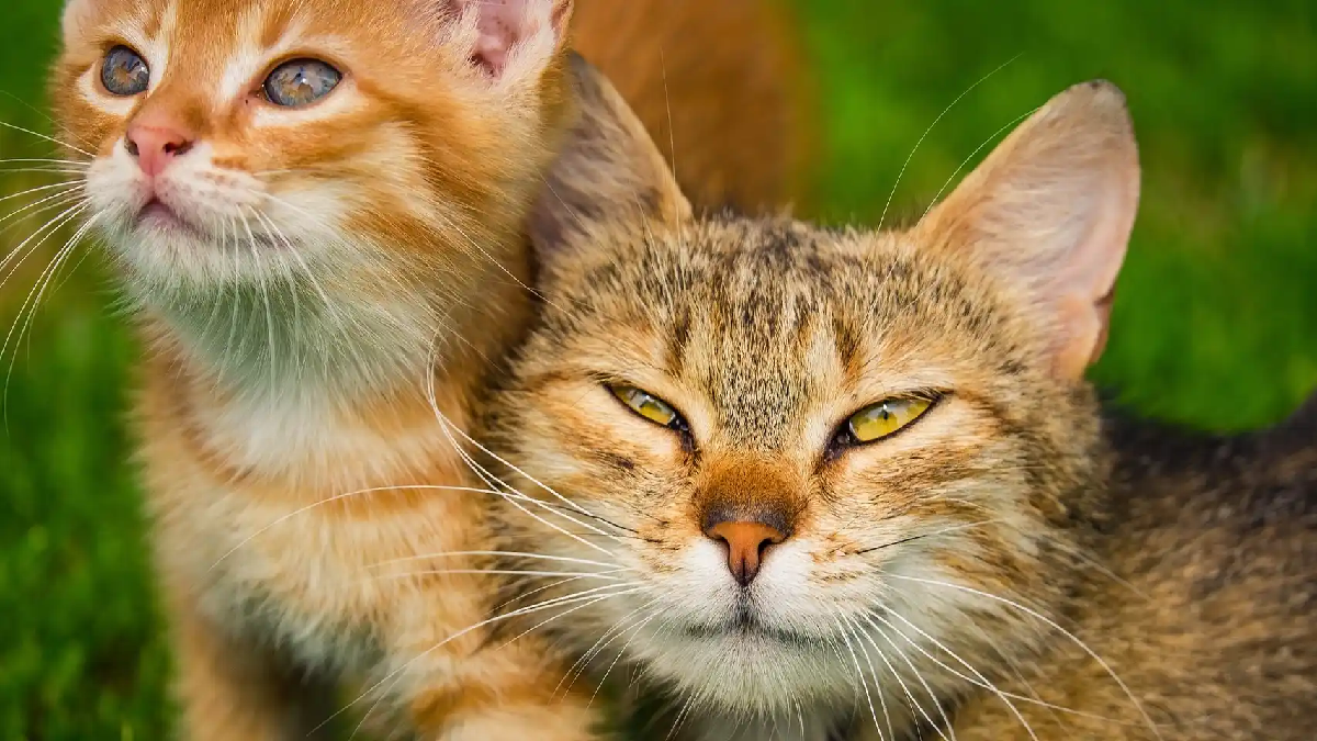 Los sentidos de la mayoría de los animales están mucho más afinados que los del hombre.