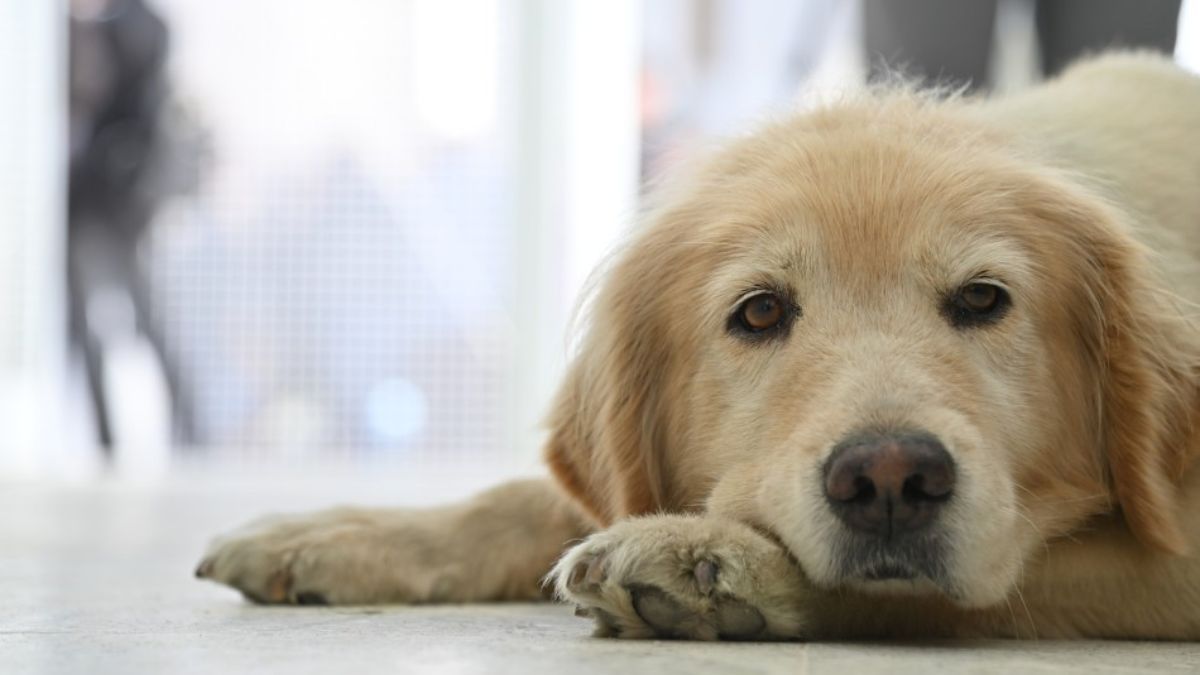 El Hospital Animal Municipal de Rosario atendió a 700 perros y 400 gatos en 15 días.