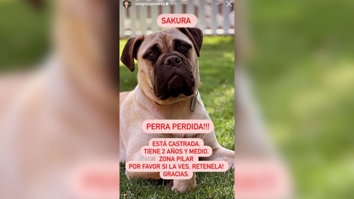 El posteo de la China Suárez tras la desaparición de su perra Sakura. El posteo de la China Suárez tras la desaparición de su perra Sakura.