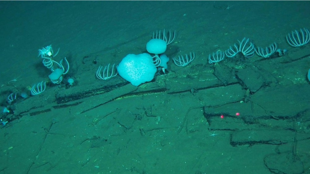 Fósiles de cinco millones de años yacen en el cementerio de ballenas de la Fosa de Diamantina.
