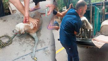 Así fue el conmovedor rescate de un perrito ciego atrapado en una boca de tormenta