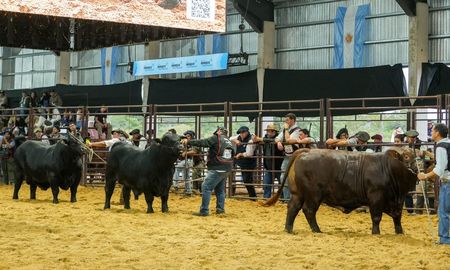 los guasunchos subio al podio brangus, consolidando al noroeste santafesino como polo genetico de excelencia los guasunchos subio al podio brangus, consolidando al noroeste santafesino como polo genetico de excelencia