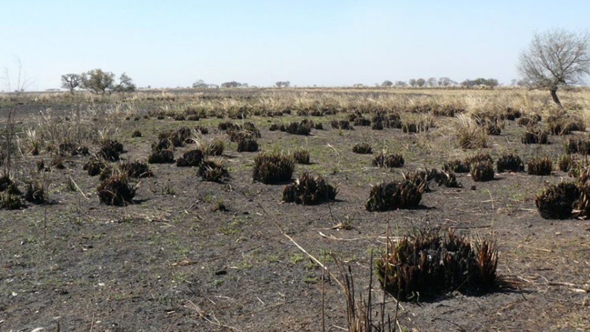 Las quemas en las islas del río Paraná dejan múltiples impactos ambientales