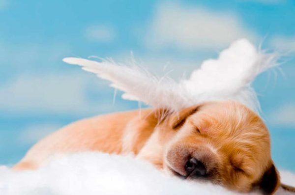 Consejos para afrontar el duelo por la pérdida de una mascota