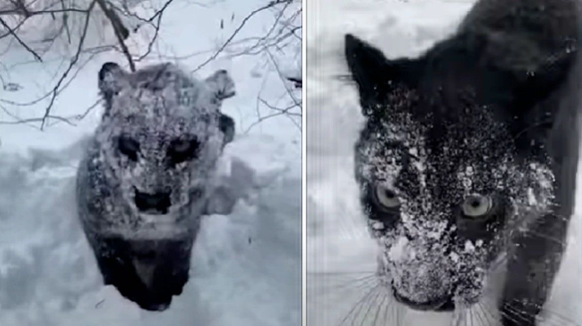 Mujer encuentra a un animal cubierto de nieve