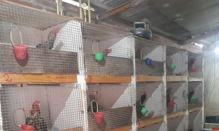 Encerrados. Los gallos fueron hallados en sus jaulas. Encerrados. Los gallos fueron hallados en sus jaulas.