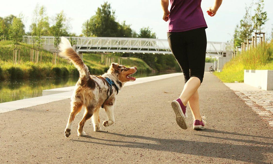Razas de perros para amantes del ‘running’