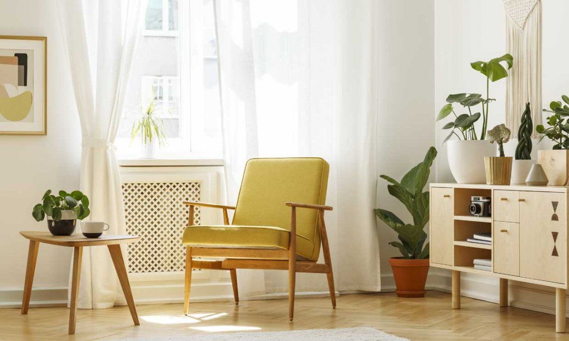 Las 3 plantas de interior ideales para tener en casa este invierno.