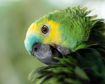 Psitacosis: cómo se transmite la enfermedad transmitida por aves Psitacosis: cómo se transmite la enfermedad transmitida por aves