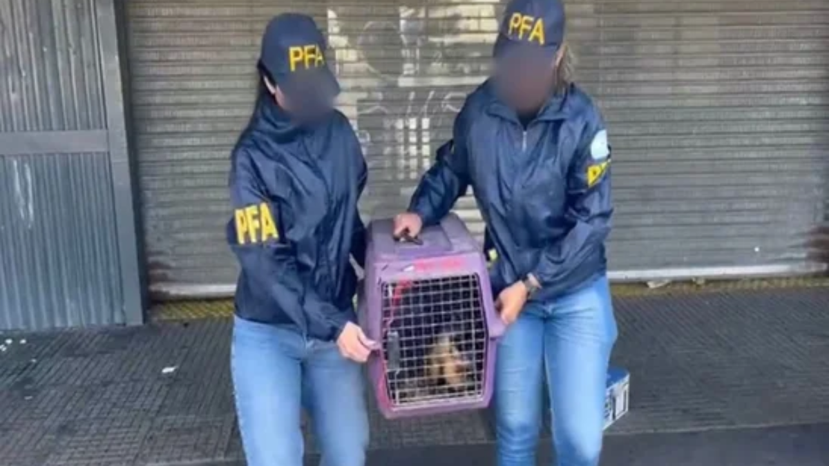 El ejemplar fue trasladado al Ecoparque y la mujer responsable quedó detenida ya que se trata de una especie protegida.