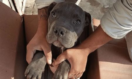 un nino dejo a su perrito en un refugio para que su papa deje de pegarle un nino dejo a su perrito en un refugio para que su papa deje de pegarle