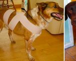 ¿como proteger a nuestras mascotas de la pirotecnia? ¿como proteger a nuestras mascotas de la pirotecnia?