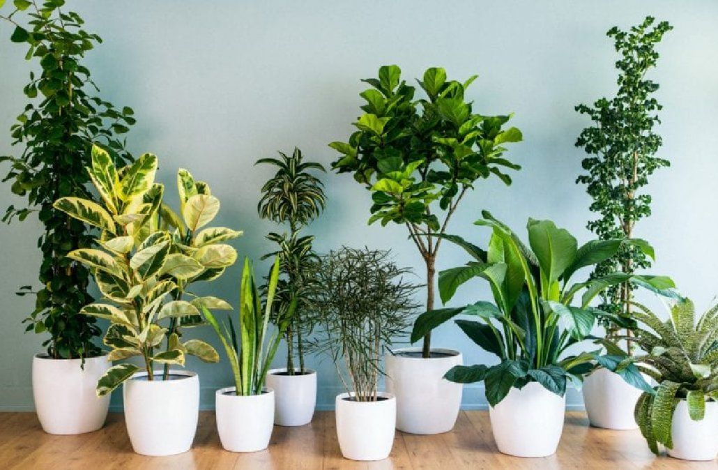 Las 3 plantas de interior que necesitan poca luz para vivir.
