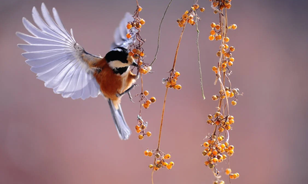 El mensaje que comunica la visita de un colibrí naranja en tu jardín El mensaje que comunica la visita de un colibrí naranja en tu jardín