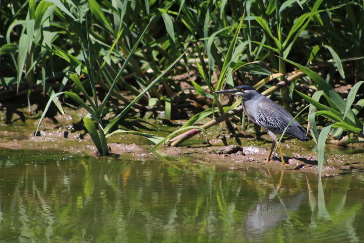 Parque Nacional Islas de Santa Fe. Parque Nacional Islas de Santa Fe.