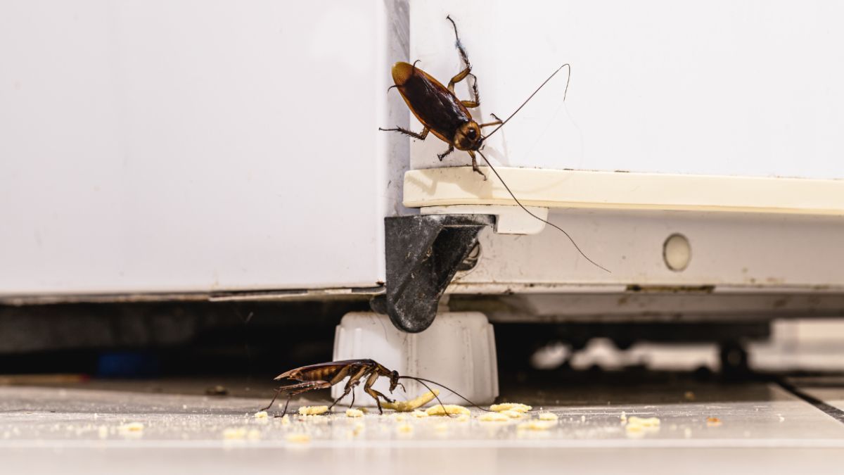 Las plantas que alejan a las cucarachas.