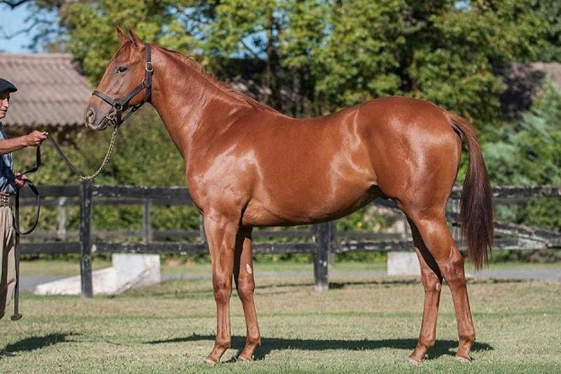 El caballo al que casi nadie quería comprar por su nombre: Sampaoli