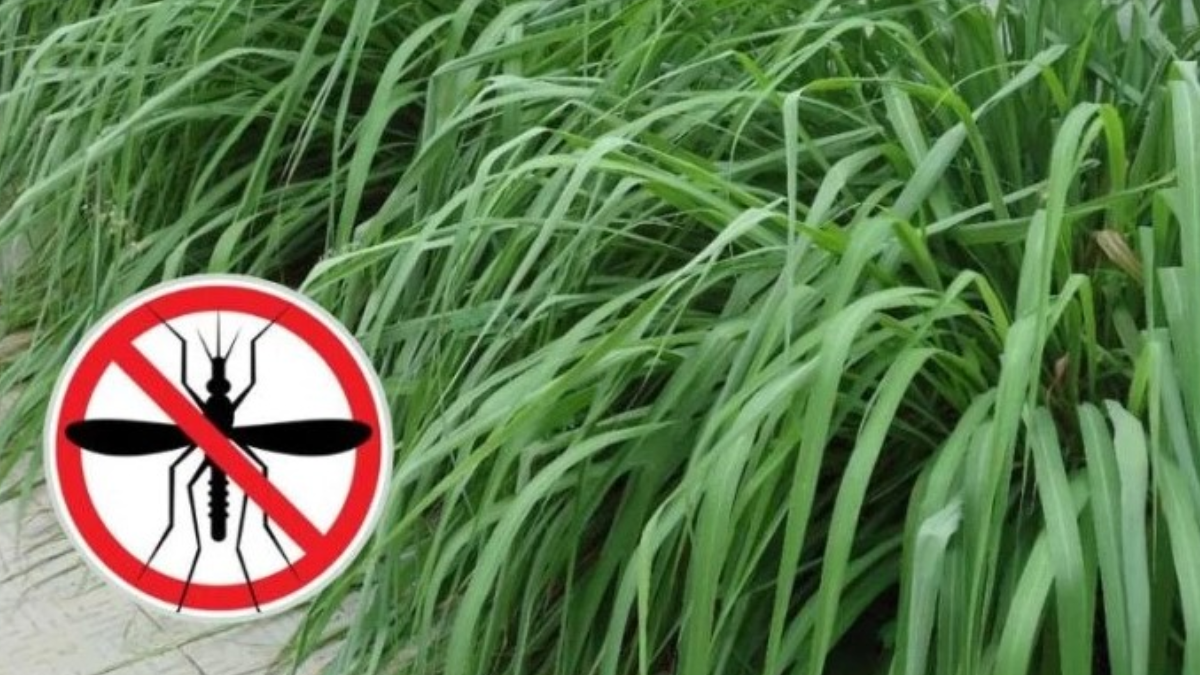 En Santa Fe, las plantas aromáticas pueden ayudan a mantener alejados a los mosquitos durante los meses más cálidos.