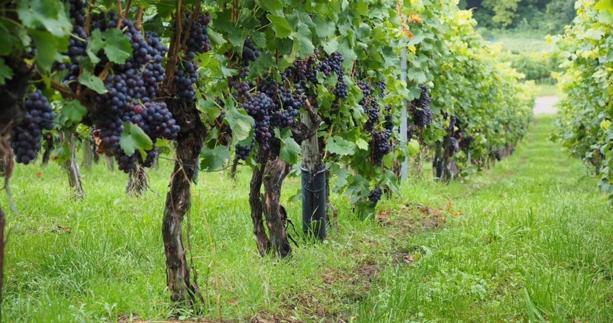 Cómo es el Camino del Vino en Río Negro