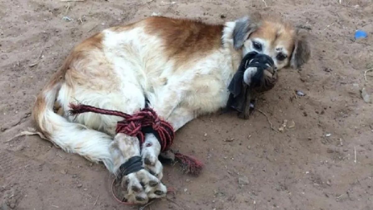 Hallaron a un perro maniatado y amordazado con cables y sogas en un baldío
