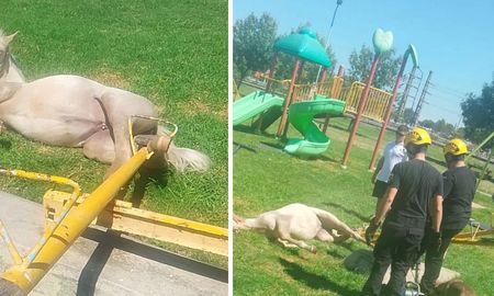 Bomberos Zapadores liberaron a un caballo que quedó atrapado en un subibaja en una plaza. Bomberos Zapadores liberaron a un caballo que quedó atrapado en un subibaja en una plaza.