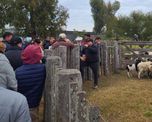 ovinos: teoria y practica en el campo para lograr una encarnerada mas eficiente ovinos: teoria y practica en el campo para lograr una encarnerada mas eficiente