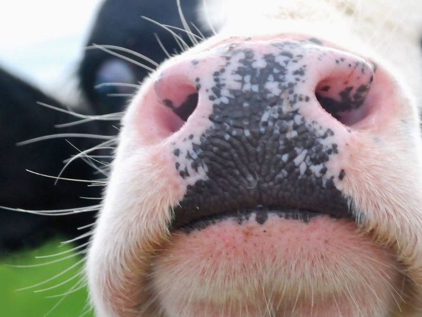 El morro como DNI: la tecnología AgTech que puede revolucionar la trazabilidad bovina El morro como DNI: la tecnología AgTech que puede revolucionar la trazabilidad bovina