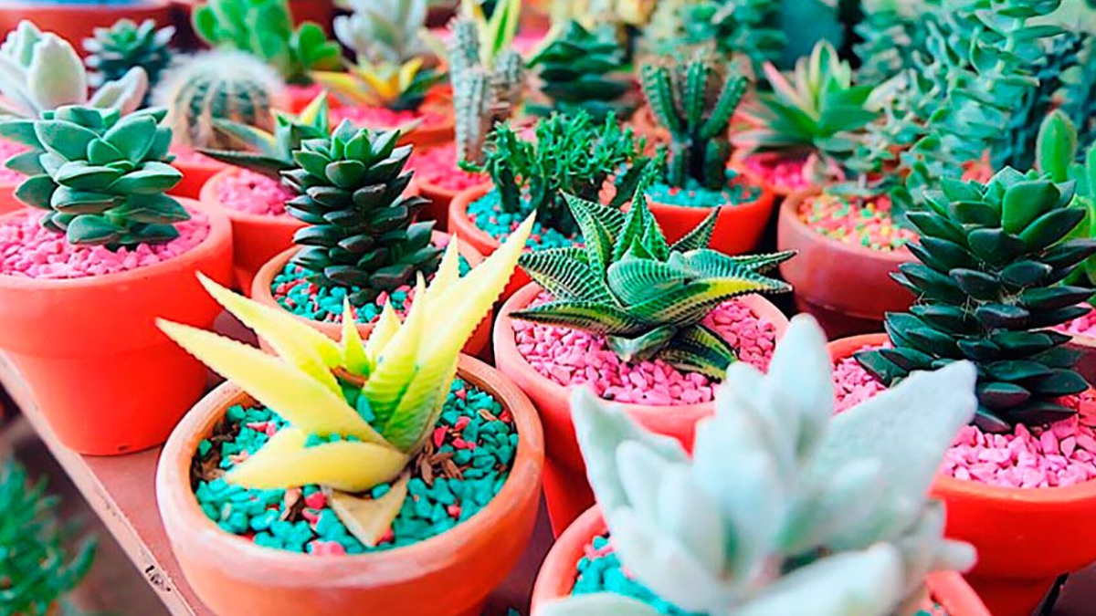 Las suculentas son tendencia para decorar tu hogar. Aprende a hacer mini macetas recicladas