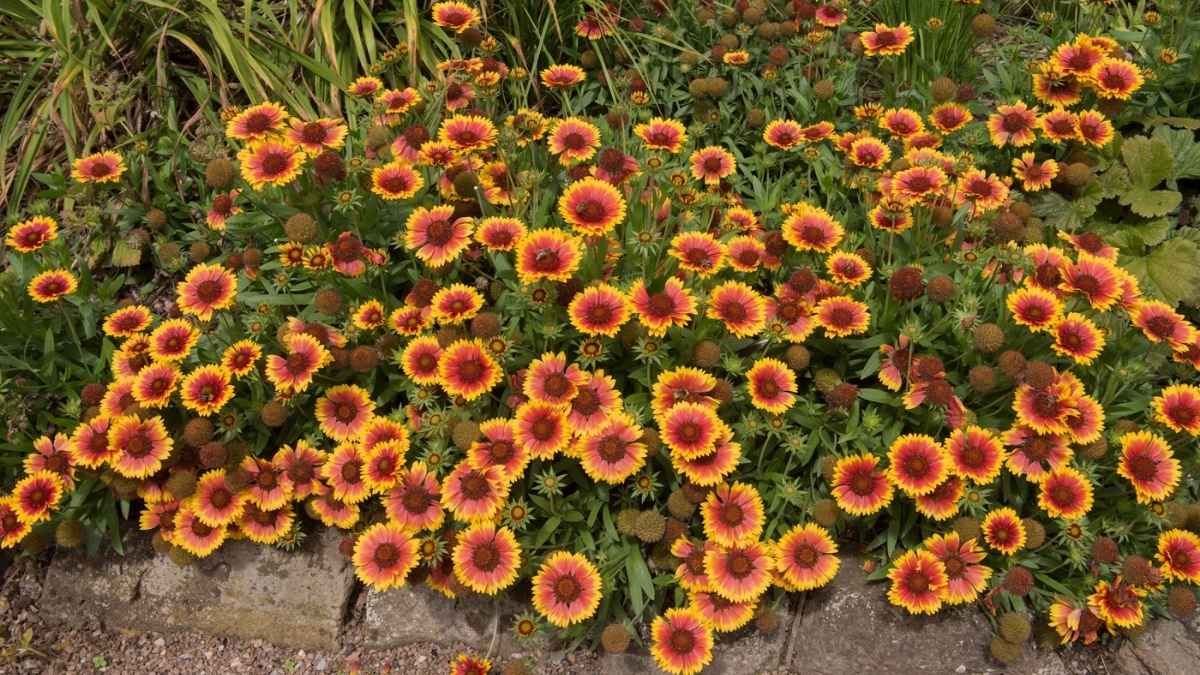 La gaillardia produce flores durante toda la temporada cálida
