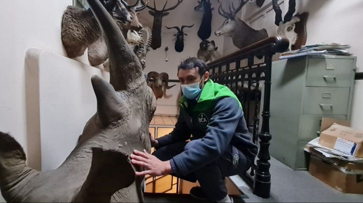 En la fábrica FelFort encontraron restos de un rinoceronte.