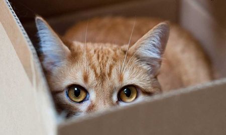 ¿Por qué los gatos aman las cajas? ¿Por qué los gatos aman las cajas?