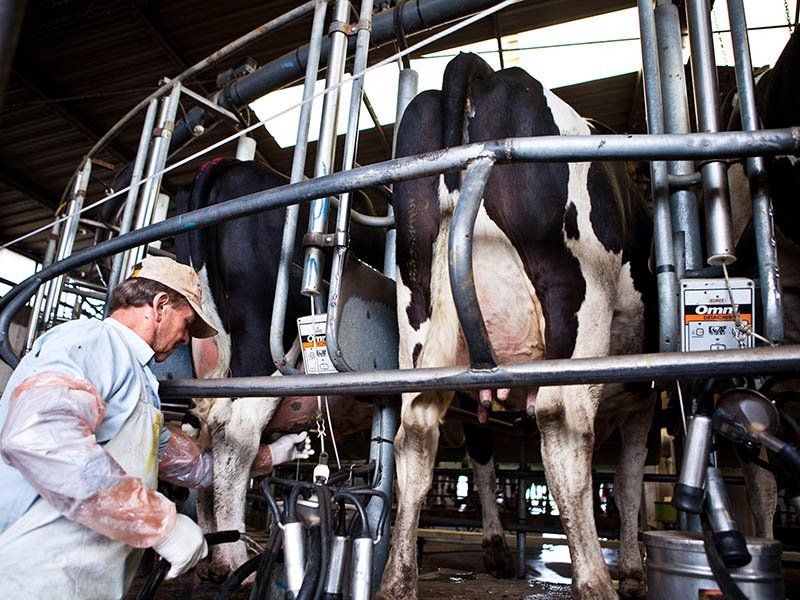 La industria láctea cayó 12,7% desde 2015 y cerraron 775 tambos en 2018