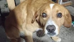Chimuelo está estable tras la golpiza sufrida en Sauce Viejo y actualmente está buscando hogar. Chimuelo está estable tras la golpiza sufrida en Sauce Viejo y actualmente está buscando hogar.