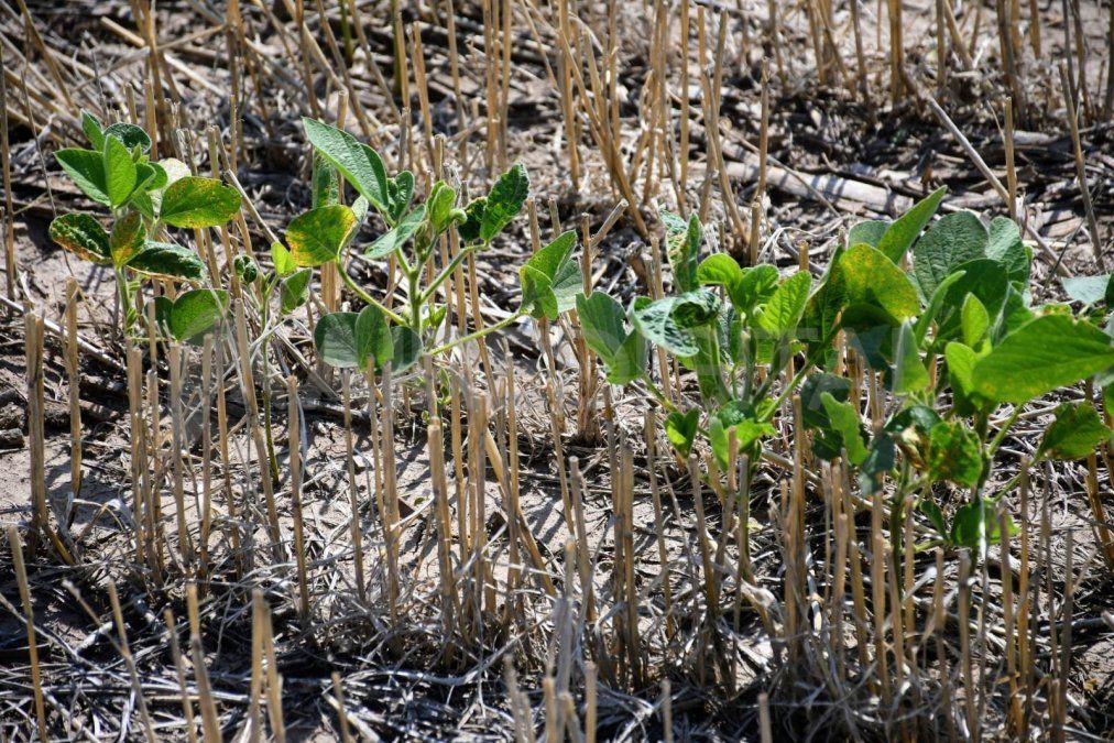 Esta asistencia financiera se canalizará a través de distintas agencias y asociaciones para el desarrollo y con los recursos recuperados se conformarán fondos rotatorios para el fortalecimiento del sector agropecuario. 