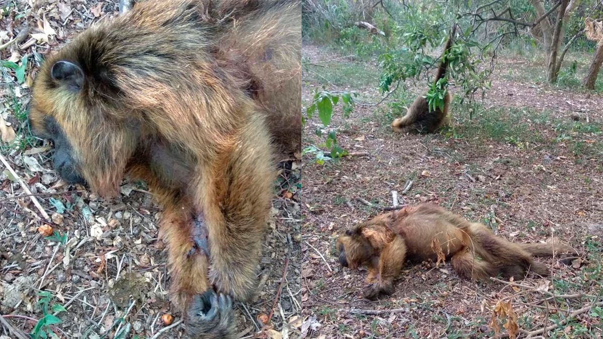 Un guardafaunas denunció la muerte de dos monas a balazos en Reconquista.