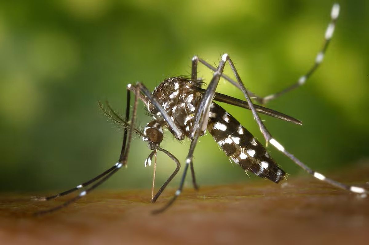 La comparación entre las temporadas de dengue 2024 y 2025 en la provincia muestra una disminución significativa tanto en el número de casos como en la cantidad de fallecimientos.