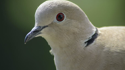 Qué significa espiritualmente que te caiga caca de pájaro: buena suerte o advertencia