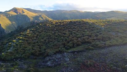 Especies invasoras vs. ganadería: exitoso control químico en las Sierras de Córdoba
