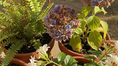 La planta que florece rápidamente en primavera y requiere poco mantenimiento