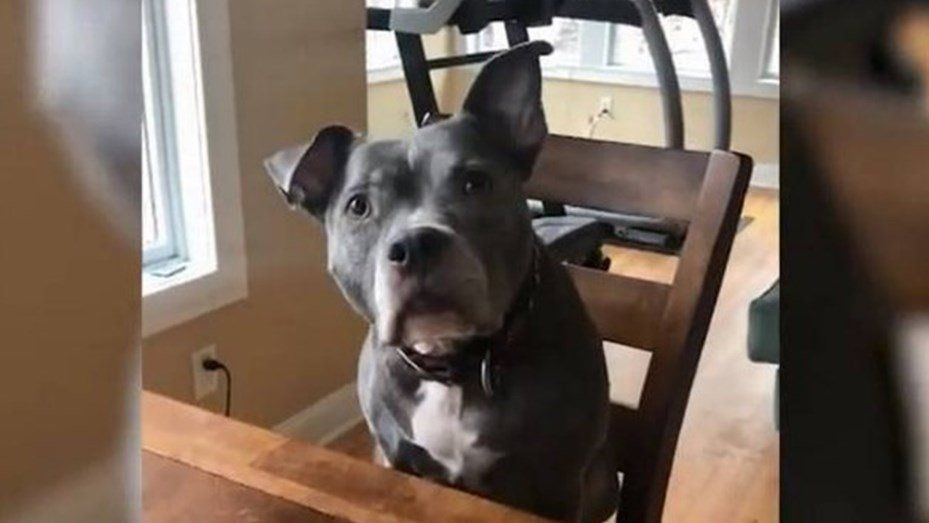 La sorpresiva reacción de un perro cuando su dueño le dice que se curó del cáncer